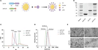 Self-assembled ferritin nanoparticles displaying PcrV and OprI as an adjuvant-free Pseudomonas aeruginosa vaccine